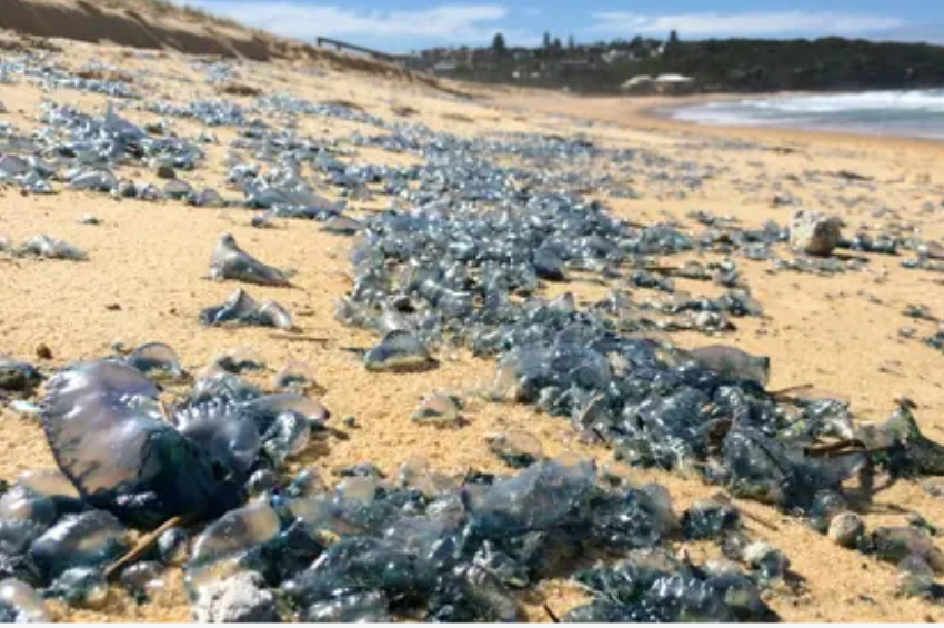 Mérgező medúzák tömege lepte el az ausztrál partokat