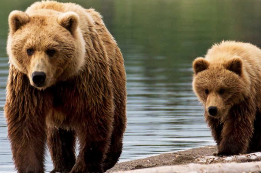Medvét láttak a horgászok a Komravölgyi-víztározónál