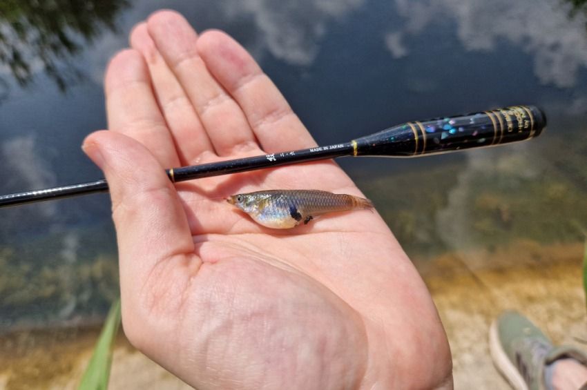60 centis horgászbot, 0,08-as damil, 24-es horog: ez a microfishing