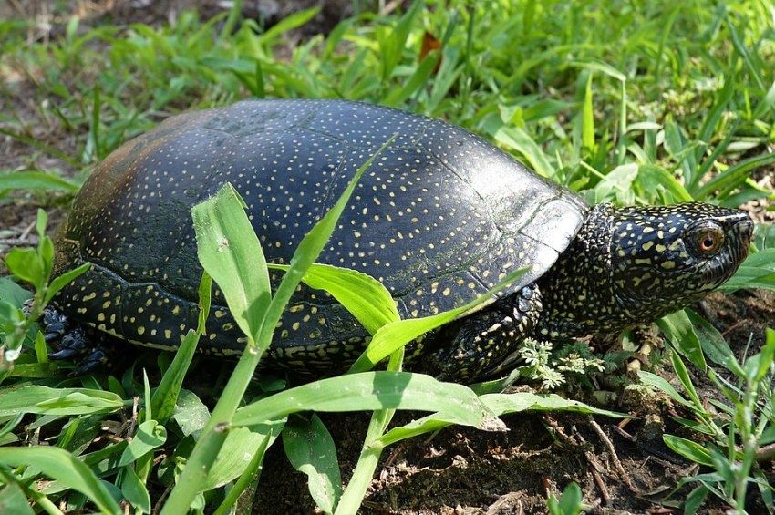 A mocsári teknősök élőhelyének megóvására indult fejlesztési projekt