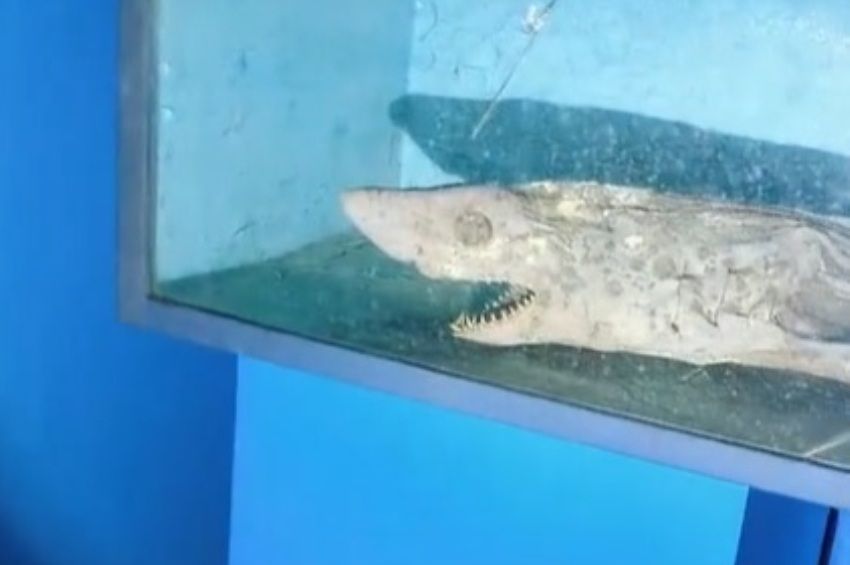 Mumifikálódott cápára bukkantak egy elhagyatott állatkertben