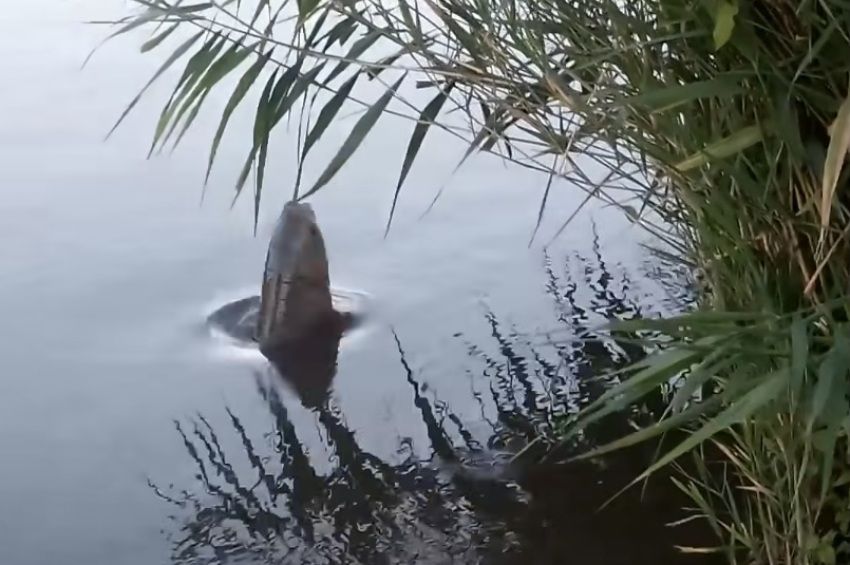 Videó: így falják a növényeket az amurok Százhalombattán