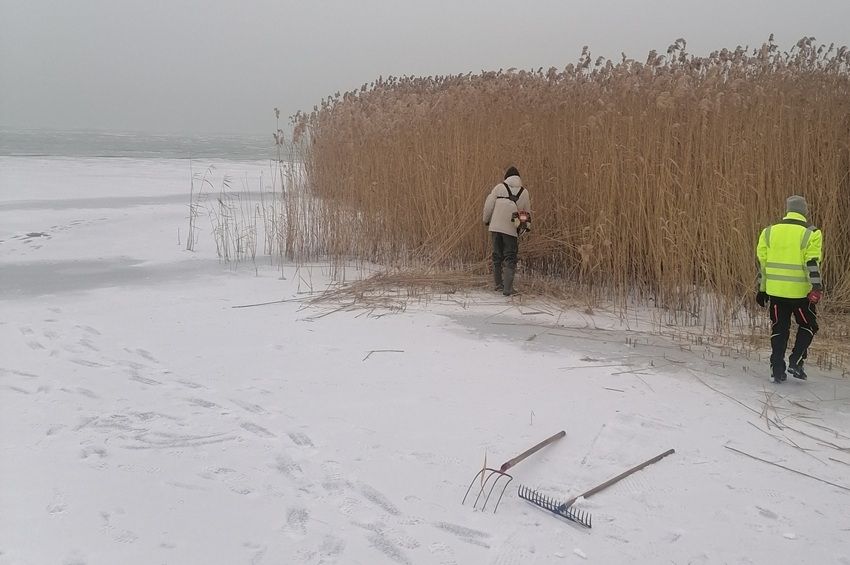 Rég nem láttunk már ilyet: nádaratás kezdődött Balatonalmádiban – fotókkal