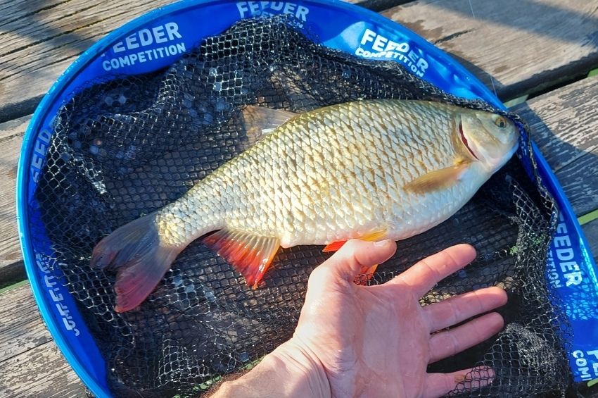 Akkora vörösszárnyút fogtak a Balatonból, hogy játszva országos rekord lehetne 