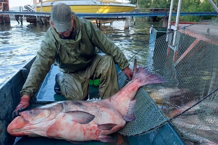 Három tonna busát távolítottak el a Tisza-tóból