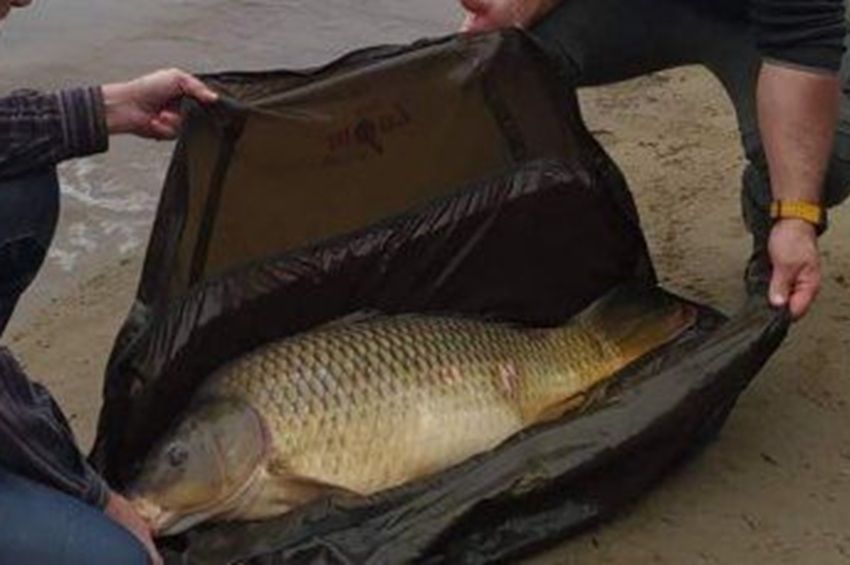 19 kilós pontyot találtak a halőrök egy balatoni horgásznál