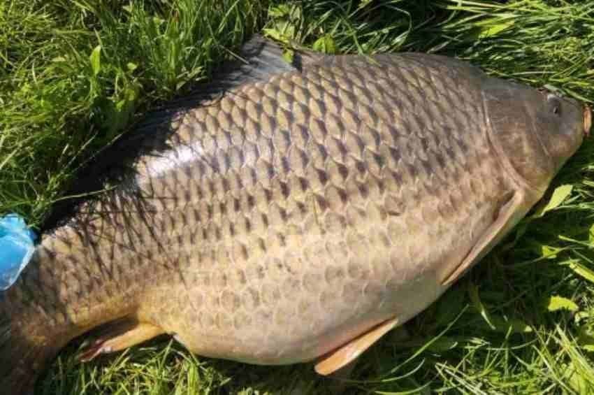 16 kilós ponttyal kapcsoltak le egy balatoni horgászt 