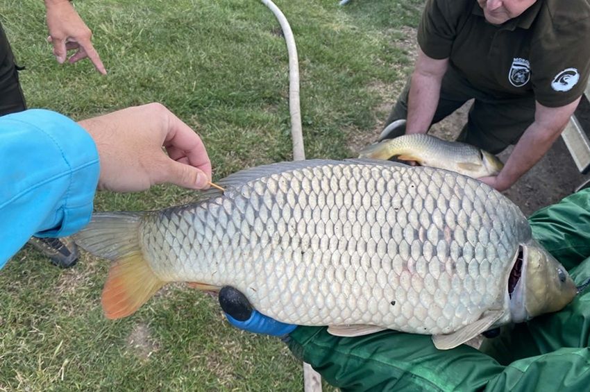 Négy nyerő ponty úszik a Tiszában és a Nagykunsági-főcsatornában, újabbak is érkeznek – fotókkal 