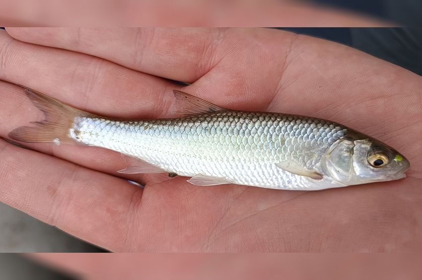 Meglepő helyen akadtak rá védett, reofil halunkra