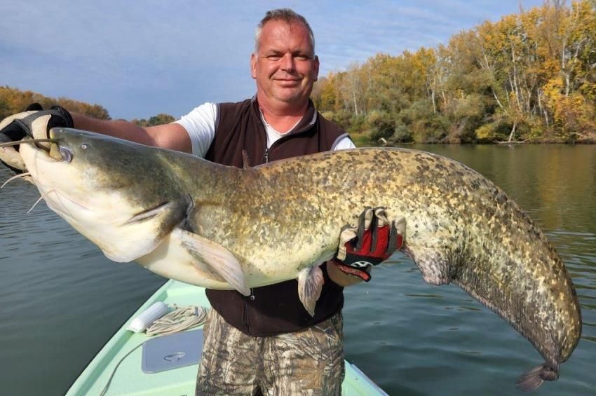 „Ájj, de szép” – kétméteres harcsát emeltek ki a Tisza-tóból