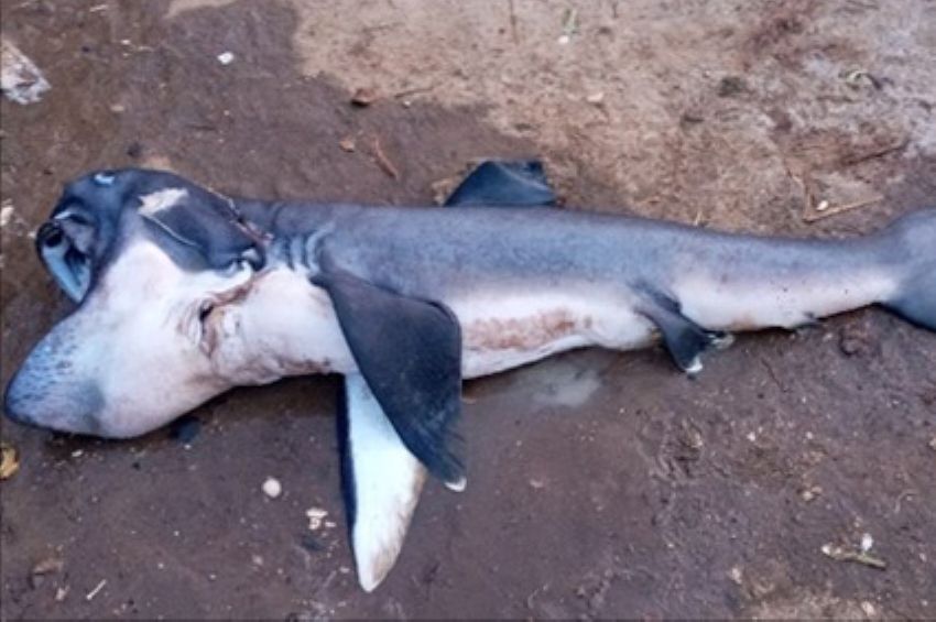 Rendkívül ritka cápát fogtak ki Afrikában