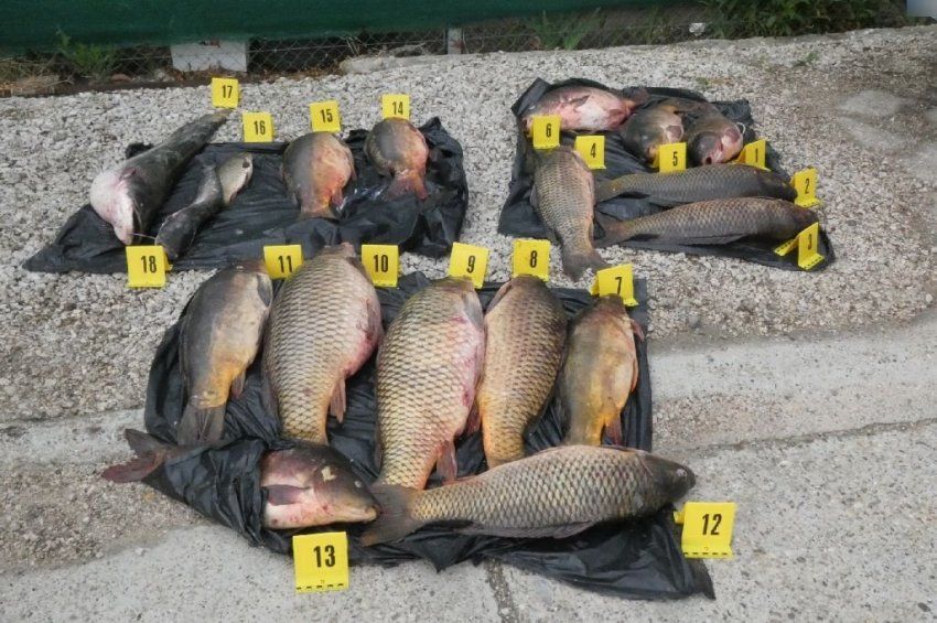 Eresztőhálós orvhalászokat fogtak, 18 hal vált bűnjellé