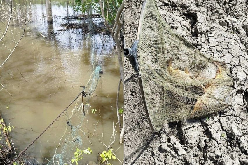 Orvhalászokat likvidáltak, pontyokat mentettek a tiszai ártérről – fotókkal, videóval 