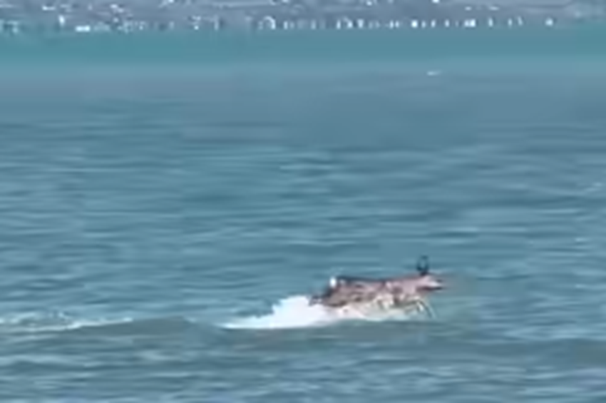 Videó: vízben ugráló őzikét filmeztek Balatonszéplak-alsón