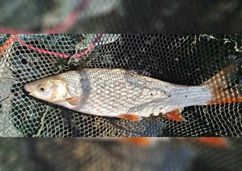 Áramláskedvelő halfajra bukkantak a Tisza-tóban