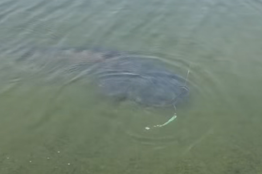 Videó: finnyás harcsával találkozott a peches horgász 