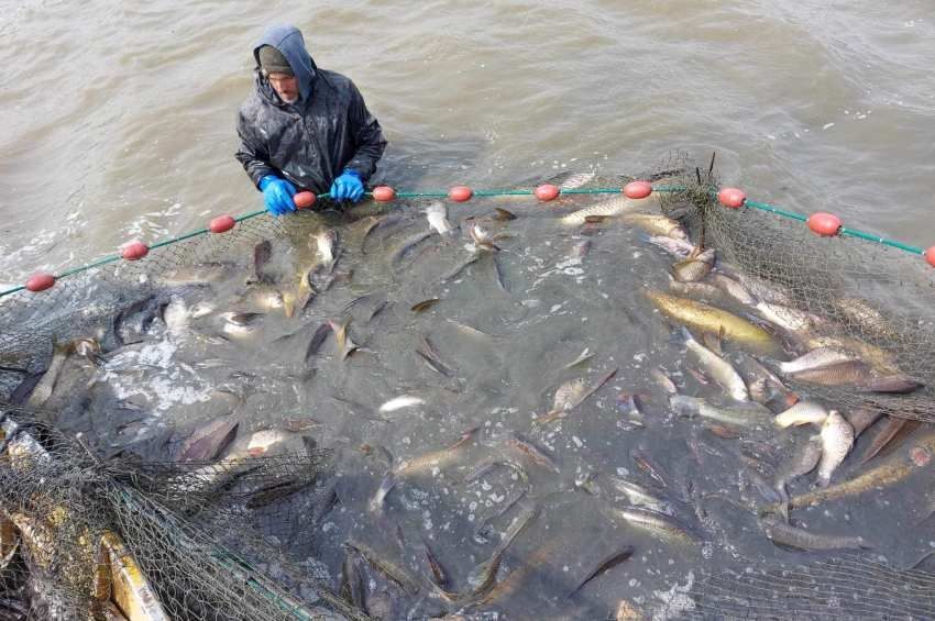 130 mázsa halat mentettek ki a Pátkai-víztározó lehalászása során – fotókkal, videóval 