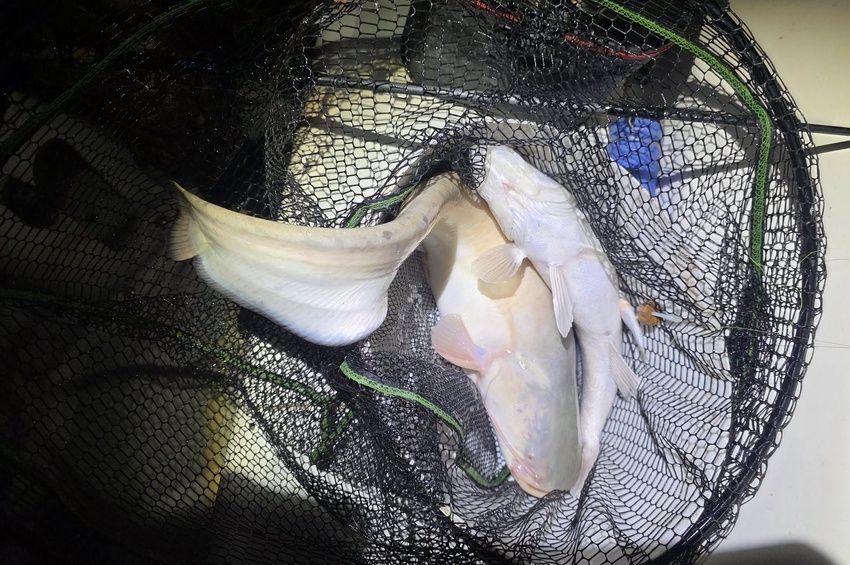 Két halat egy bottal? Szákolásnál jött a döbbenet a Balatonon