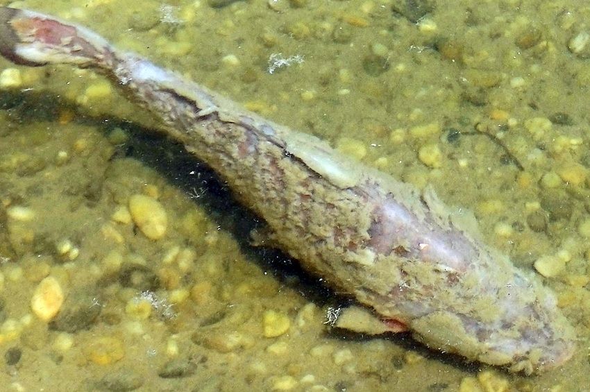 Bizarr kinézetű hal úszott ki a partra a Pilismaróti-öbölnél