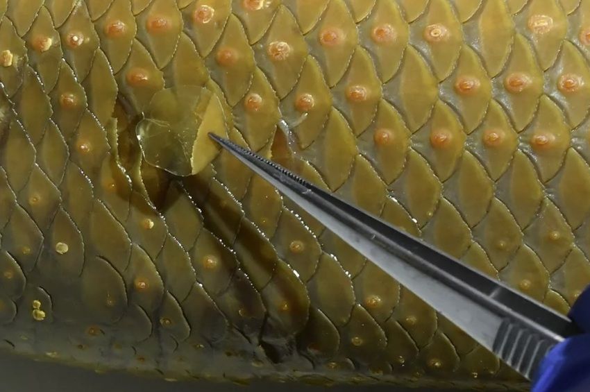 Fontos dolgot derítettek ki a halak pikkelyeiről magyar kutatók – fotókkal