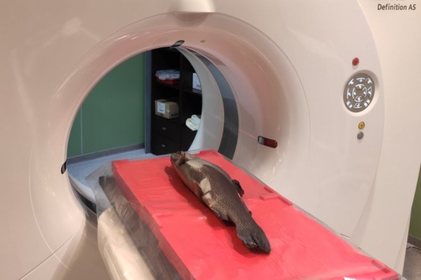 Először végeztek Magyarországon daganatszűrési vizsgálatot pisztrángon