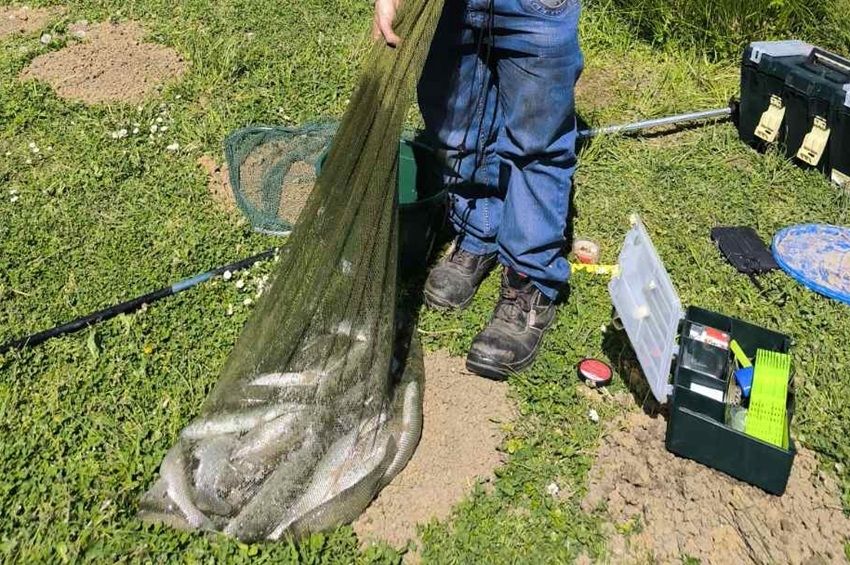 Ismét pisztrángdömpinget rendeztek Vaskeresztesen – fotókkal 