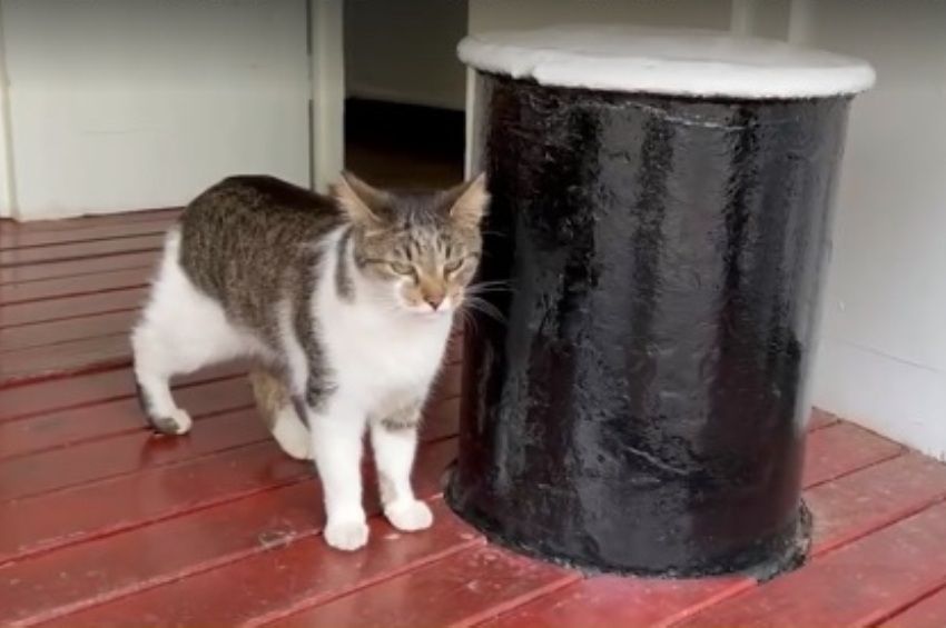 Visszafoglalta otthonát Pityu, a hajóskapitány neszmélyi macska – videóval