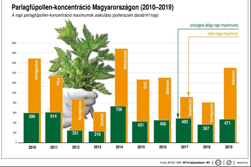 Infografika: Így alakult a parlagfűpollen-koncentráció az elmúlt 9 évben