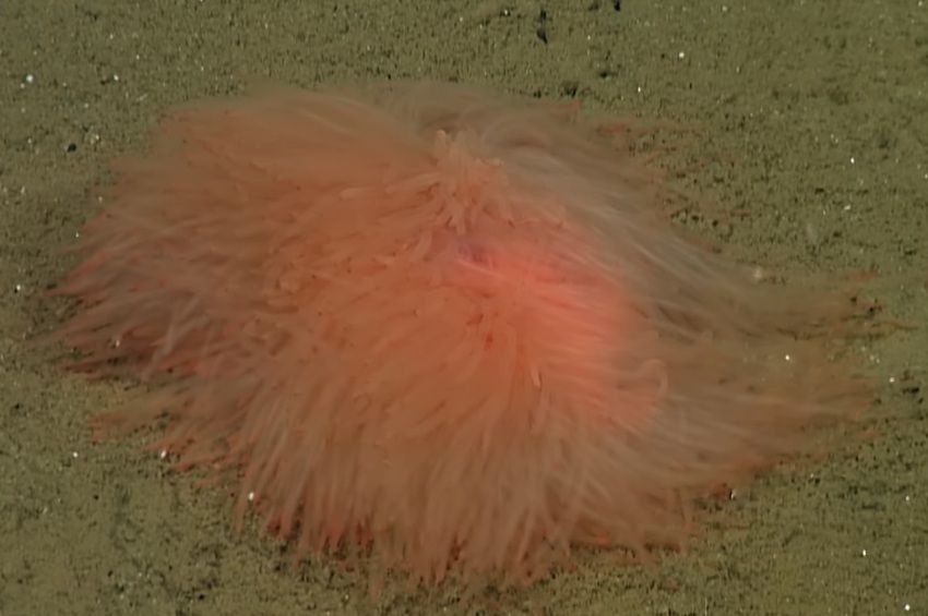 Pom Pomra emlékeztető lényt vettek videóra a tenger mélyén