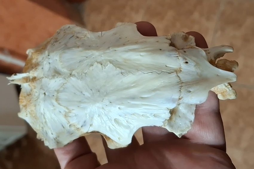 Egy ponty agykoponyáját találták egy körösi harcsa gyomrában – videóval