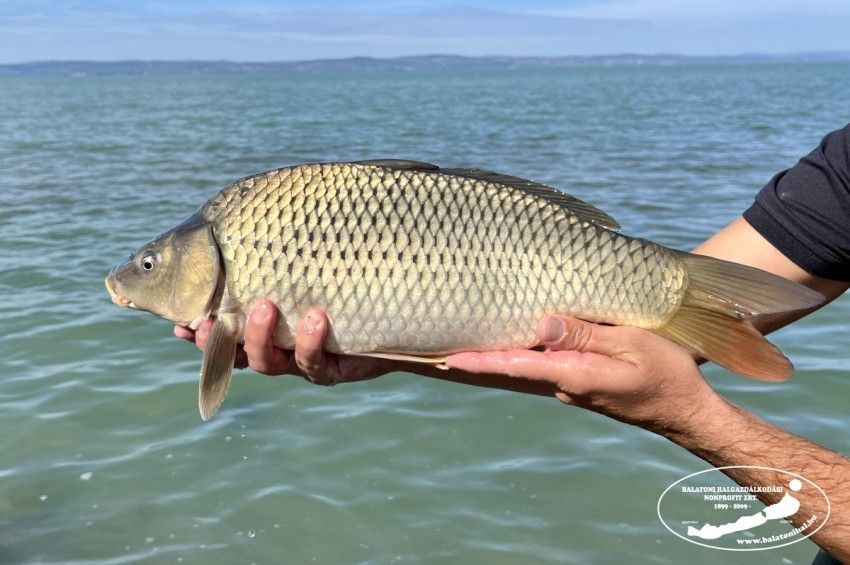 Háromszáz tonna pontyot telepítenek a Balatonba december közepéig – fotókkal 