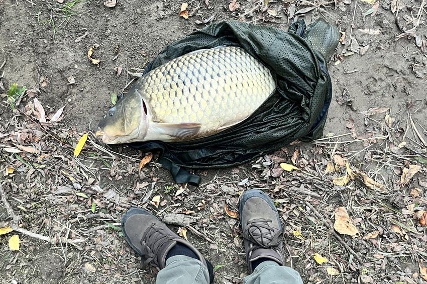 Haltartót fogott a pergetőhorgász, kapitális ponty lapult benne