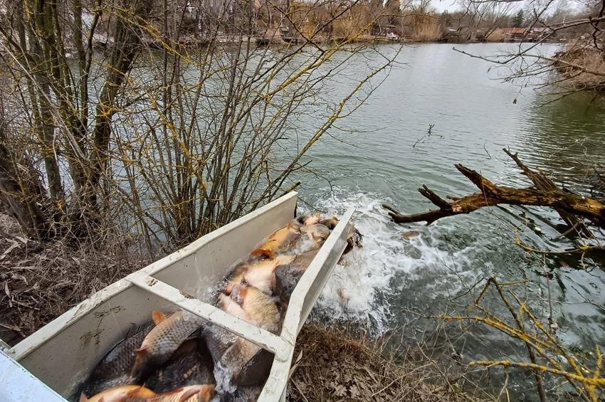 Pontydömpinggel indították a telepítési szezont a Körösökön – fotókkal