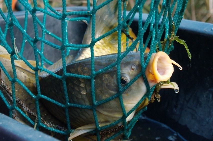 Több száz mázsa halat szállítanak naponta az üzletekbe a Hortobágyról