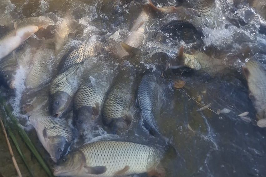 80 tonna ponttyal zárták a tavaszi kihelyezéseket az RSD-n
