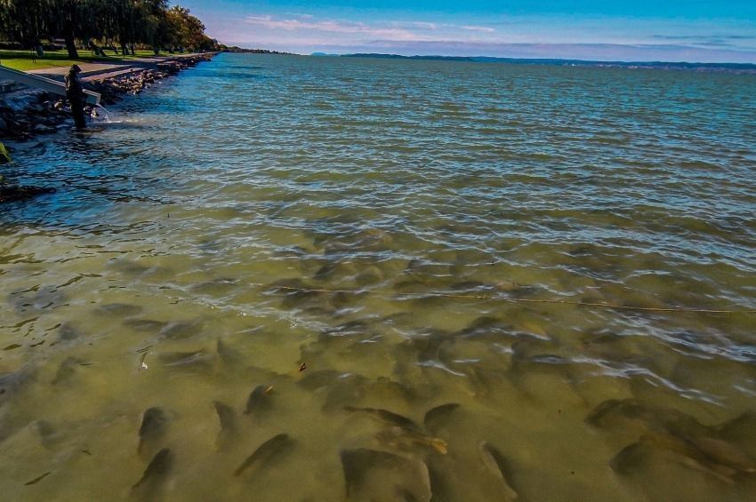 Beindult az őszi haltelepítési dömping a Balatonnál 