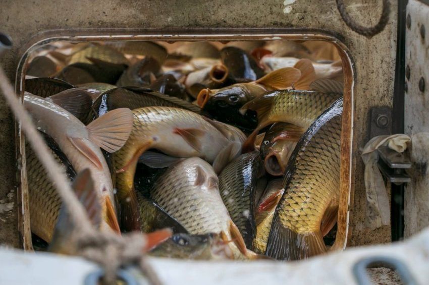 Öt halfajból telepítettek a Tisza-tóba, összesítették a mennyiségeket 