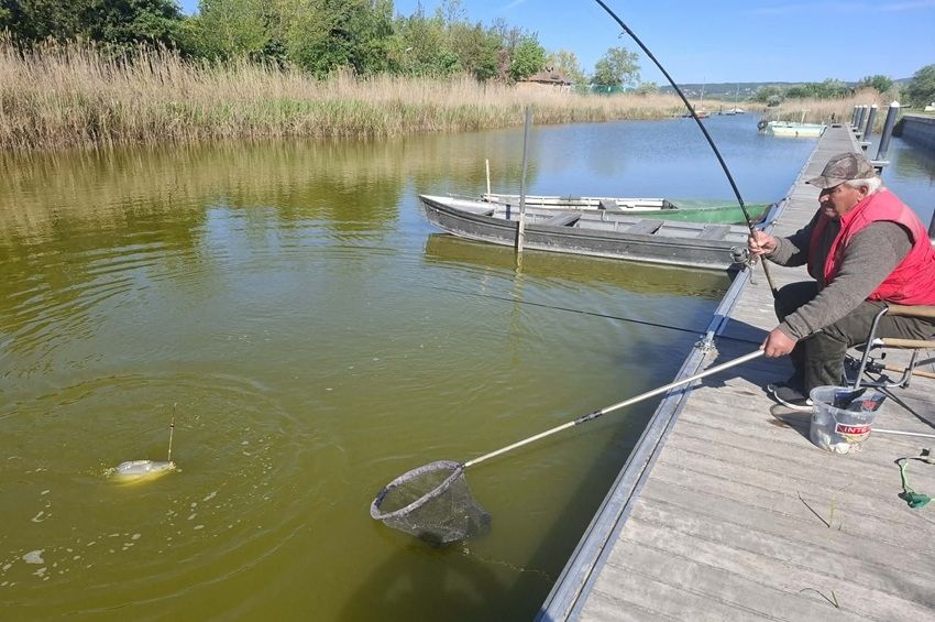 Feloldották a pontytilalmat a vízhiánnyal küzdő Velencei-tavon