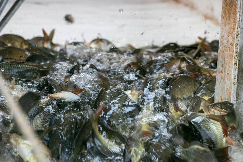 Félmillió hal került a Tisza-tóba