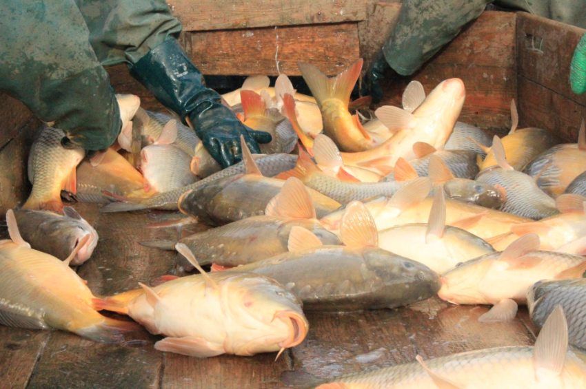 1,2 milliárdos árbevételt ért el a hortobágyi halgazdaság