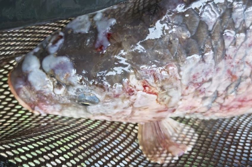Csúnya tünetei vannak a gyógyíthatatlan pontyhimlőnek 