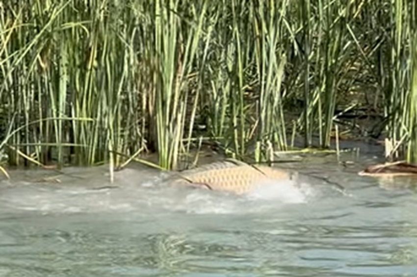 Videó: így zajlik a pontyok kényszerívása a Balatonon 