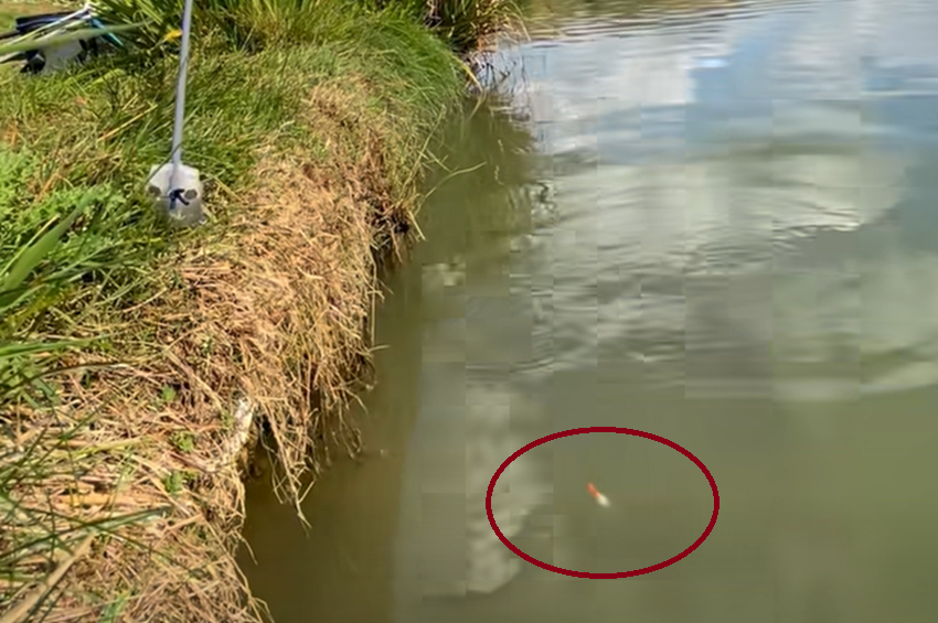 Videó: kupakolás után egyből pontyot akasztottak rakóssal