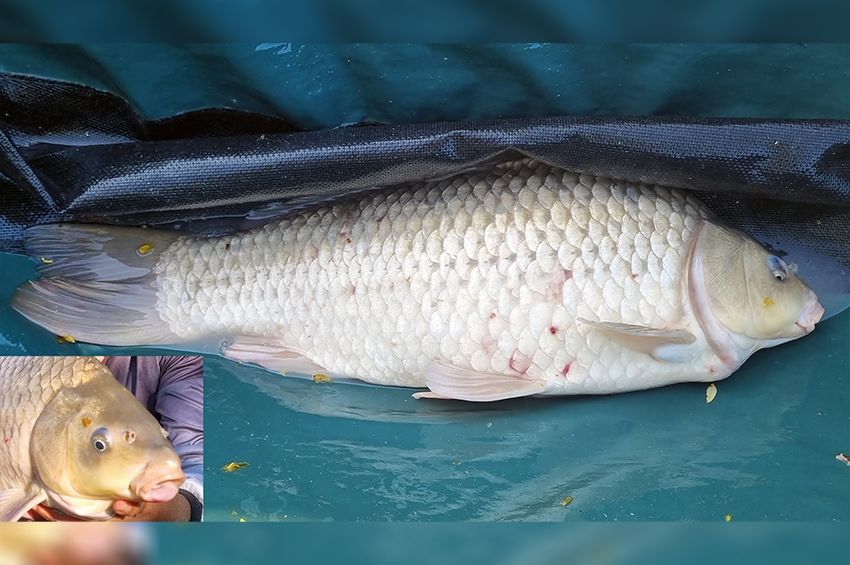 Árulkodó jelek buktatták le a lajosmizsei hibridet