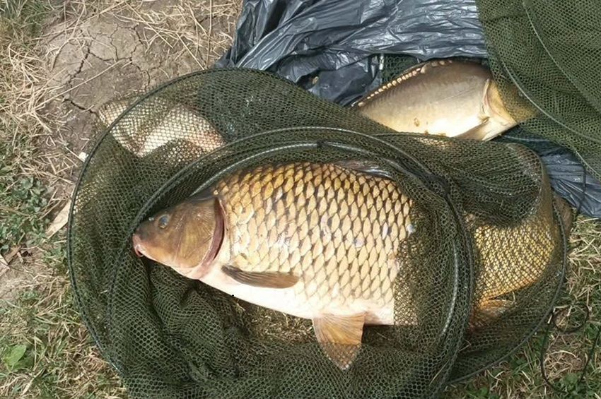 Szemeteszsákba rejtve próbáltak meg ellopni egy nagytestű pontyot Tiszakécskén
