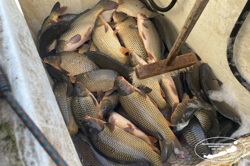 300 tonna ponttyal gazdagodott a Balaton – fotókkal 