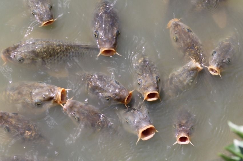 4,5 millió forintos bírságot szabtak ki halgazdálkodási terv megsértéséért