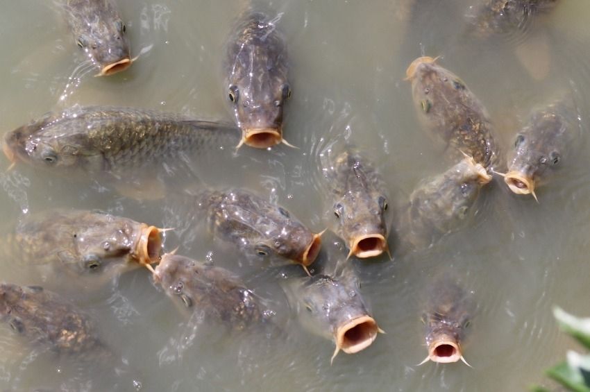 Levegőből vették videóra a Csorba-tó hatalmas halait 
