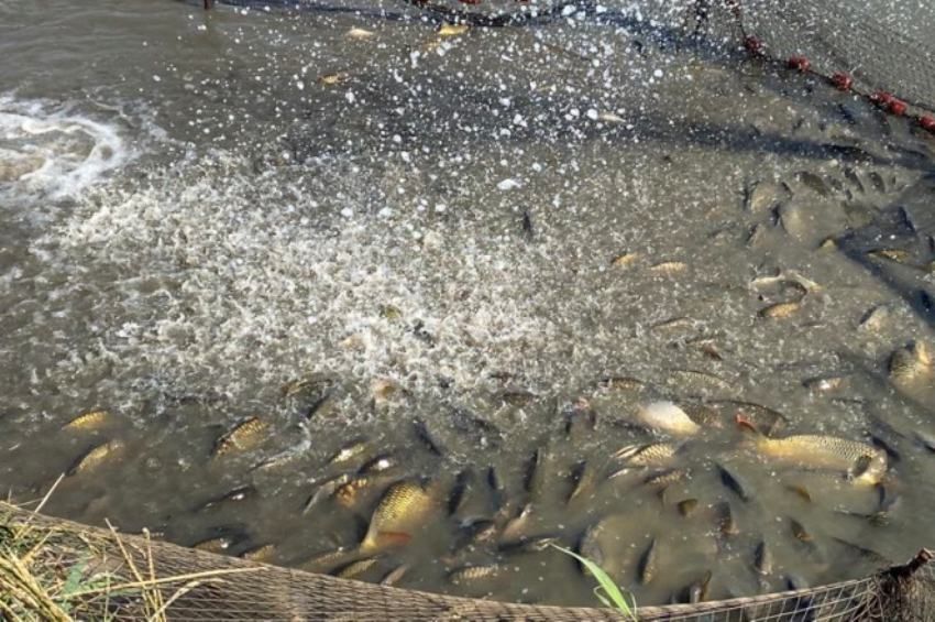 Tíz mázsa őshonos halat őriznek a halőrök a Tisza árterében – fotókkal 