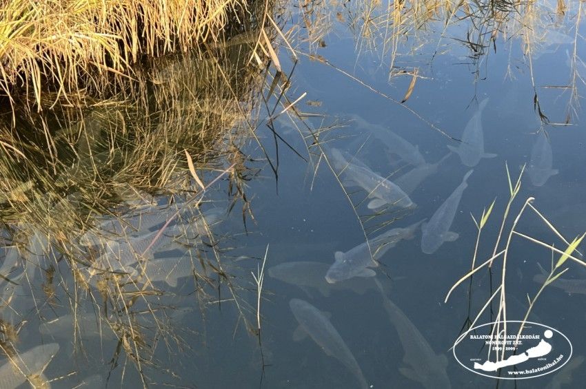 Teljesült a pontytelepítési kötelezettség a Balatonnál – fotókkal 